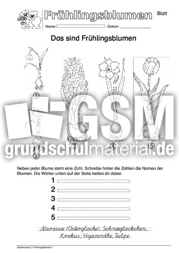 Arbeitsblatt SAS 1.pdf